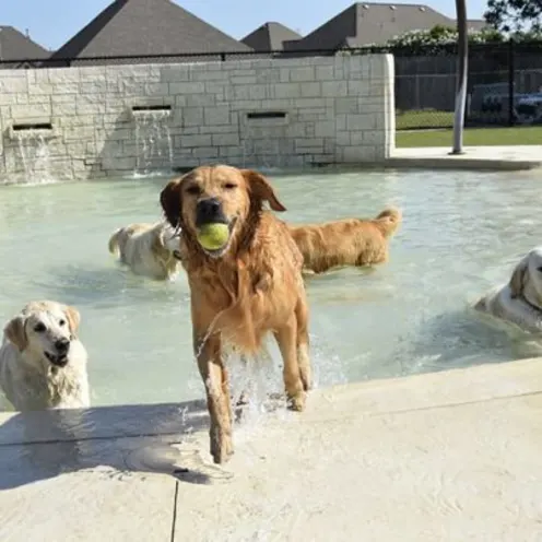 Golden retrievers playing in water